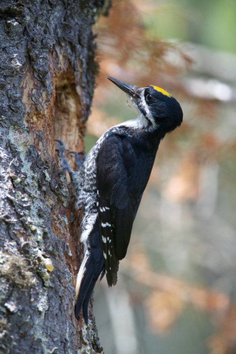 black-backed woodpecker