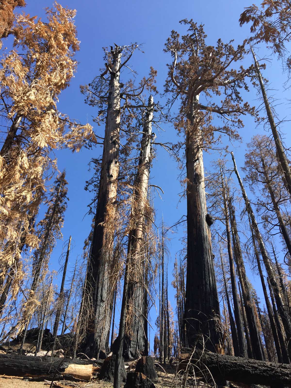 Giant sequoias burned to the top of the canopy.