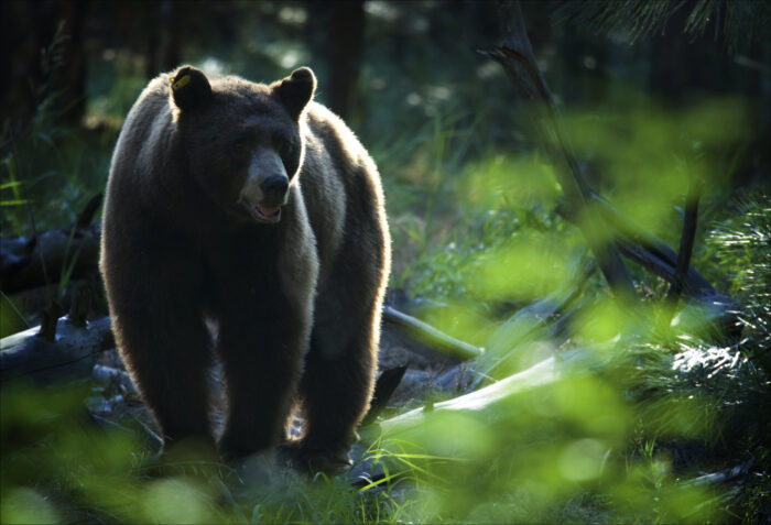 Sunlight outlines a large black bear with light-brown fur in hte forest as it approaches the camera