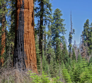 Raise your voice to support the Save Our Sequoias Act