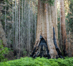 New study documents shifting reality for giant sequoias