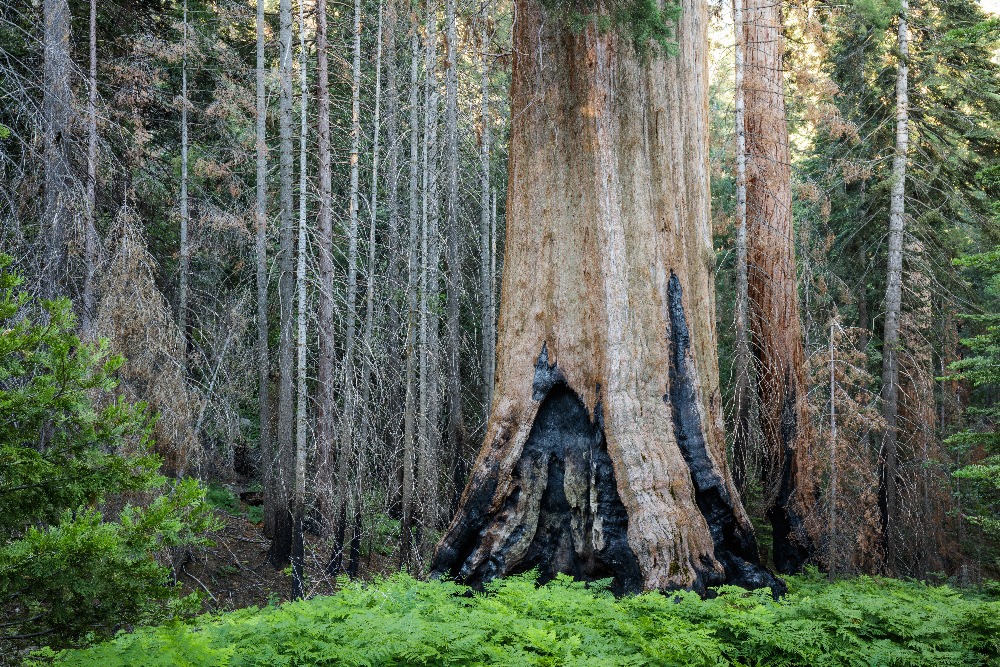 This is the second largest tree in the Black Mountain Grove, showing heavy indications from fire. Thankfully, it seems to have survived. Photo by Max Forster