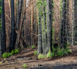 Burned redwood trees with green sprouts growing out of the bases and trunks