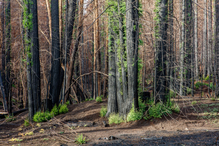 Burned redwood trees with green sprouts growing out of the bases and trunks