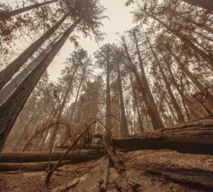 A view of wildfire damage in Big Basin, taken from the forest floor angled up to see the canopy.