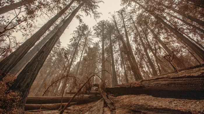 A view of wildfire damage in Big Basin, taken from the forest floor angled up to see the canopy.