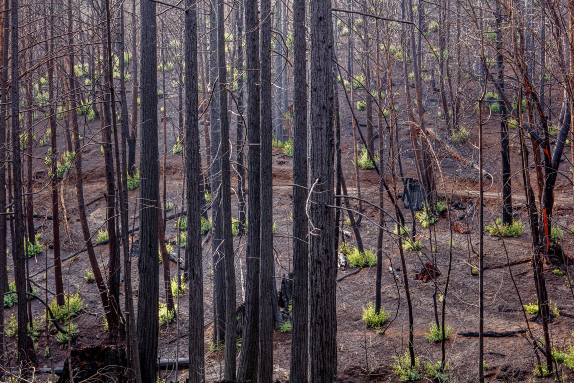 Skinny burned tree trunks, with some green sprouts throughout the forest