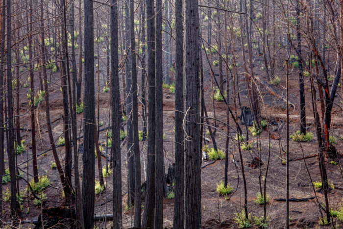 Skinny burned tree trunks, with some green sprouts throughout the forest floor