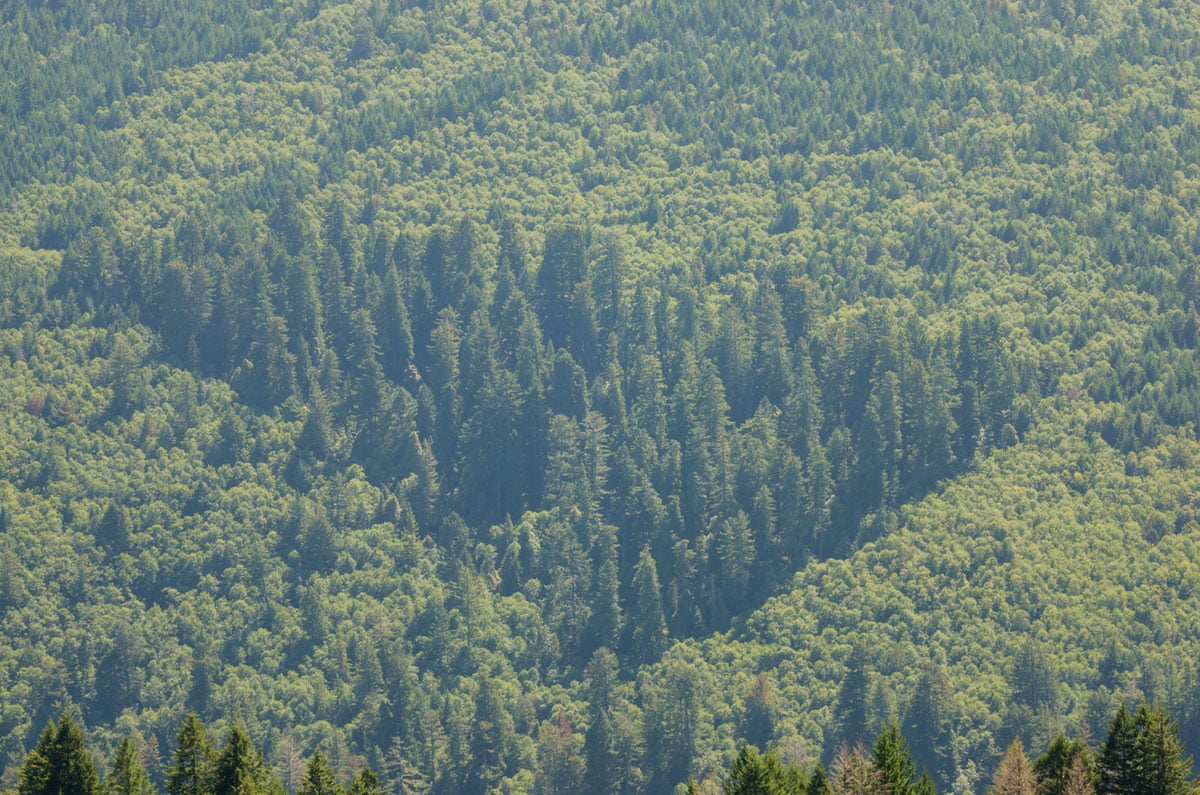 Aerial view of a redwood forest