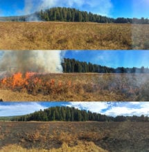 Panorama of a prescribed fire at Boyes Prairie in Prairie Creek Redwood State Park. The three panels show immediately before, during, and after the fire.