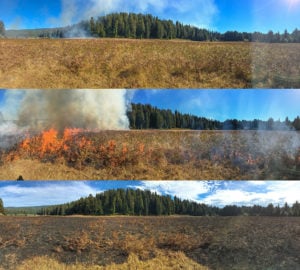 Panorama of a prescribed fire at Boyes Prairie in Prairie Creek Redwood State Park. The three panels show immediately before, during, and after the fire.