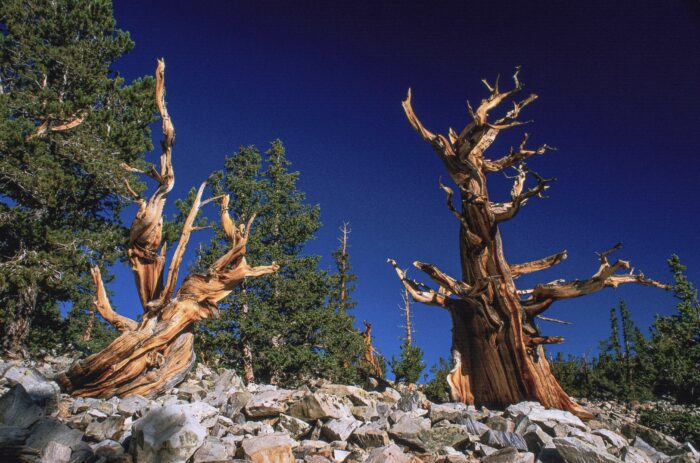 Two gnarled bristlecone pines stand against a bright blue sky