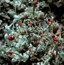 British soldier lichen