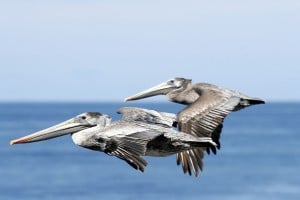 Brown pelicans soar. Photo by Mike Baird, Flickr Creative Commons.