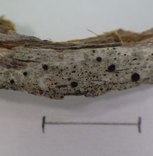 Buellia oidalea, Pfeiffer Big Sur State Park. Photo by Rikke Reese Naesborg