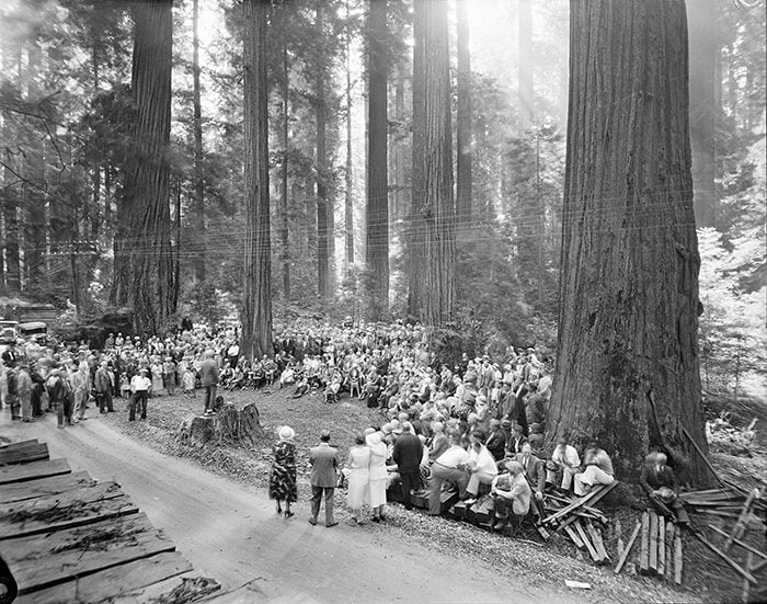 The League dedicates the Bull Creek-Dyerville Forest as past of the California state parks system in 1931. Photo by Martin, 1931, Save the Redwoods League photograph collection, BANC PIC 2006.030, The Bancroft Library, UC Berkeley