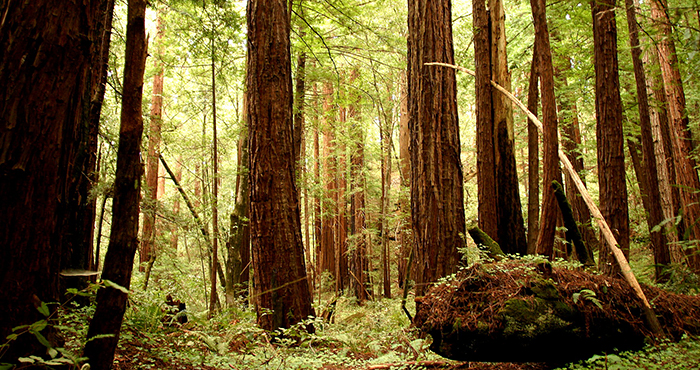 Butano State Park