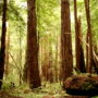 In the first year, researchers will develop and publicly release genome sequences using a tree from the pictured Butano State Park for the coast redwood genome and a tree from Sequoia National Park for the giant sequoia genome. Photo by Julie Martin.