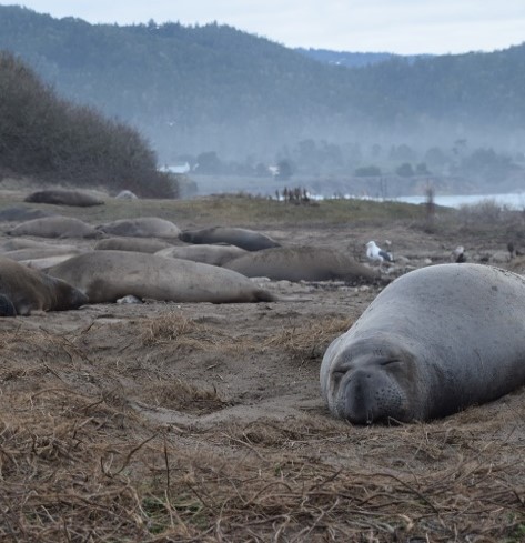 A picture containing mammal, outdoor, grass, aquatic mammal, elephant seals