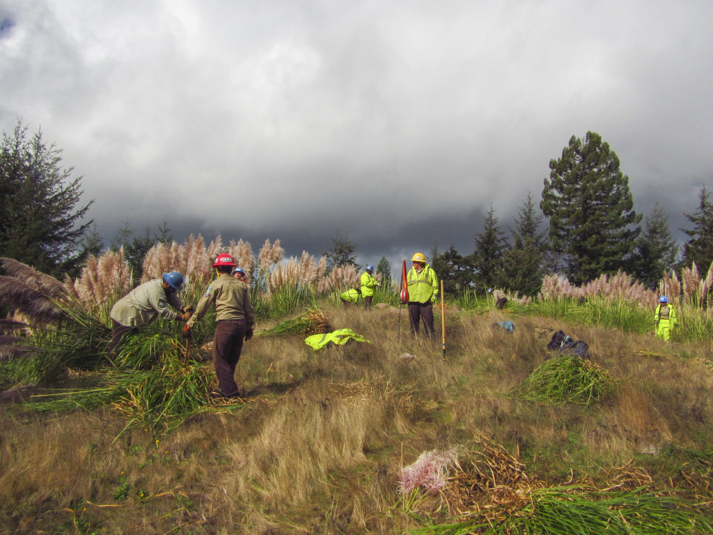 The California Conservation Corps removes invasive pampas grass. Photo by David H. LaFever