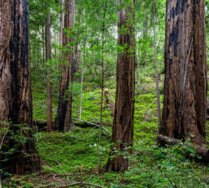 Redwoods nestled in a bed of sorrels