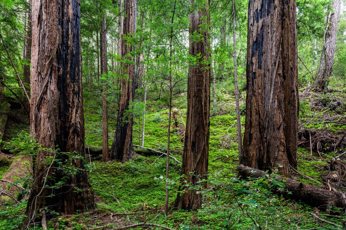 Redwoods nestled in a bed of sorrels