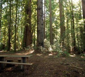 Find a welcoming picnic spot, like this one at the Grove of the Old Trees, for a fiesta with friends or family.