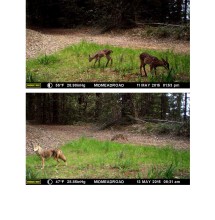 CV wildlife pics 9.2.15 (2)_Page_05