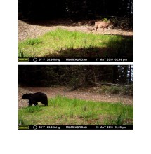 CV wildlife pics 9.2.15 (2)_Page_06