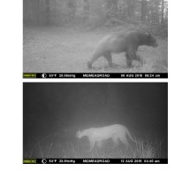 CV wildlife pics 9.2.15 (2)_Page_12