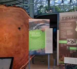 The Giants of Land and Sea exhibit at the California Academy of Sciences features our beloved redwoods. Photo by Kyle Cooper