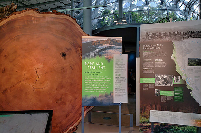 The Giants of the Lands and Sea exhibit at the California Academy of Sciences features our beloved redwoods.