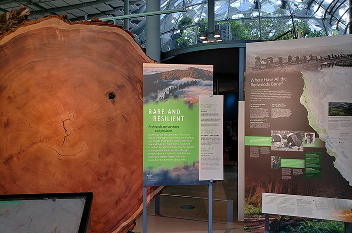 Redwoods Star in New Giants of Land & Sea Exhibit - Save the Redwoods ...