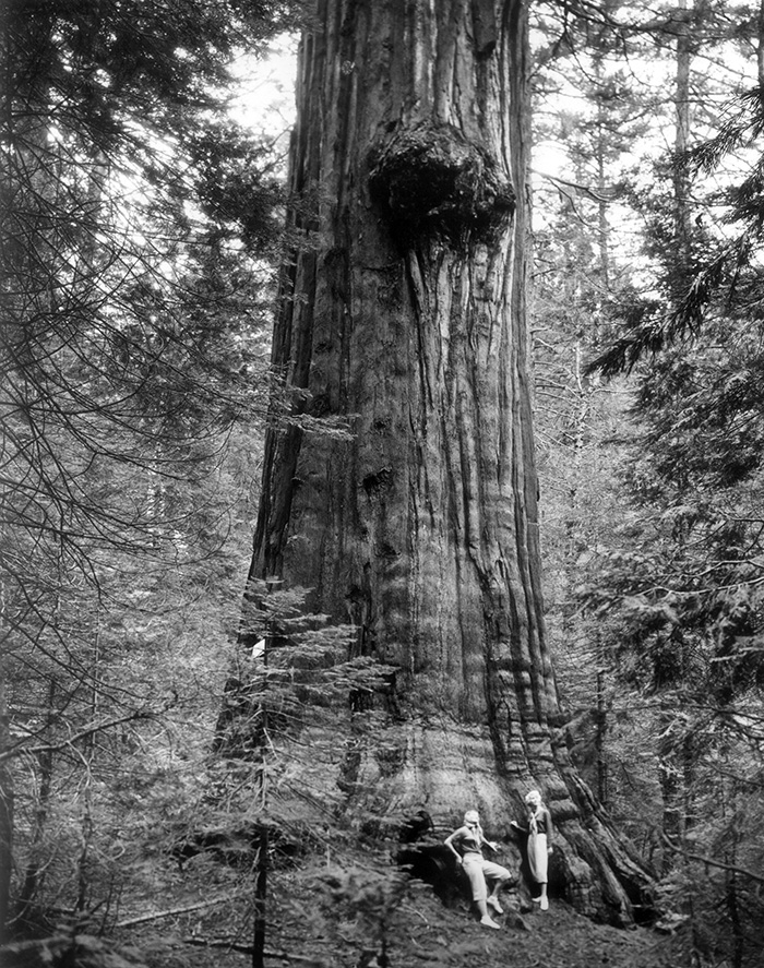 Logging California Redwood Tree .. Antique Photo .. Photo Print 5x7 