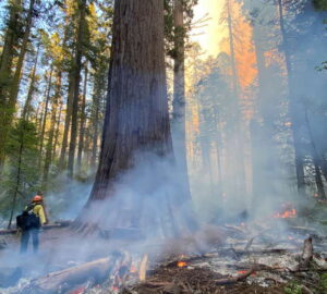 Prescribed burning in Calaveras Big Trees State Park in May 2022. Photo by Save the Redwoods League