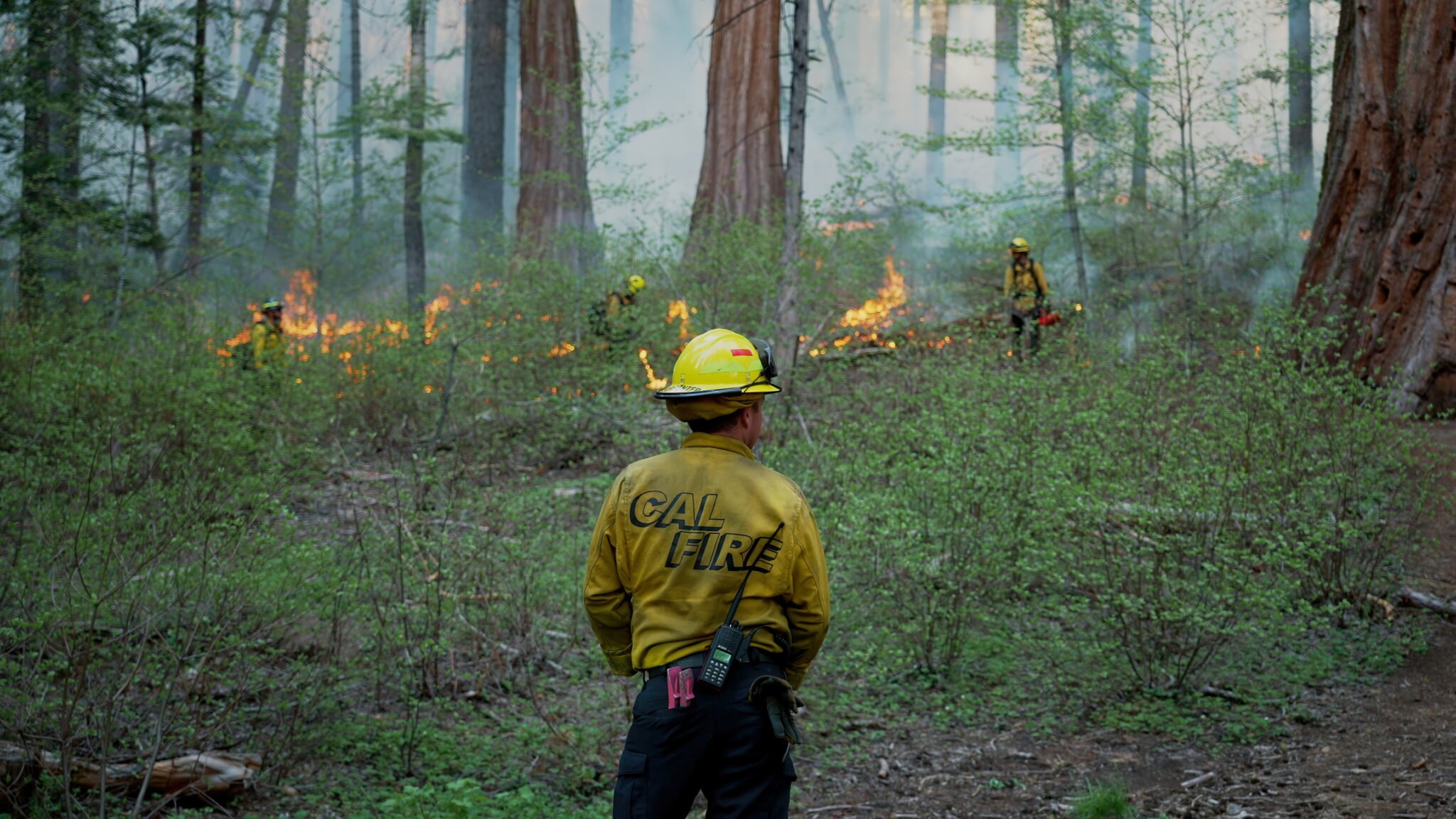 Prescribed burning in Calaveras Big Trees State Park in May 2022. Photo by Smith Robinson Multimedia, courtesy of Save the Redwoods League