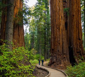 big trees