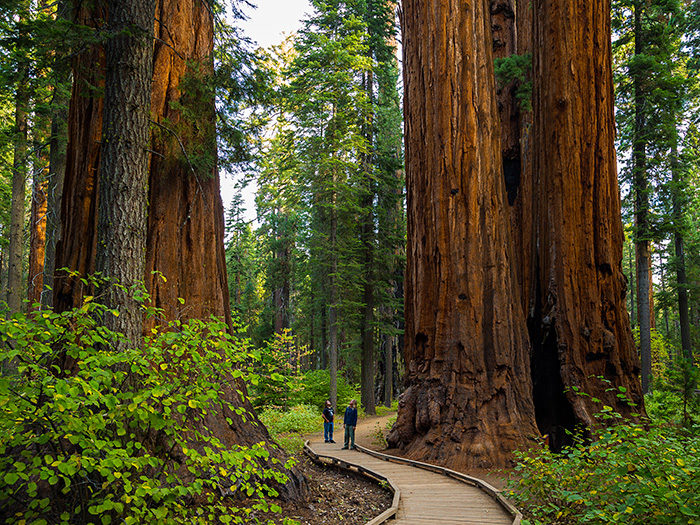 big trees