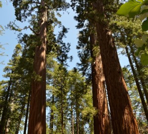 Giant sequoia forest photo by Tom Hilton, Flickr Creative Commons