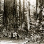 Visitors in the 1920s stand among colossal giant sequoia in what is now Calaveras Big Trees State Park. Photographer unknown, circa 1920s, Save the Redwoods League photograph collection, BANC PIC 2006.030. The Bancroft Library, UC Berkeley.