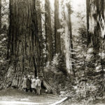 Visitors in the 1920s stand among colossal giant sequoia in what is now Calaveras Big Trees State Park. Photographer unknown, circa 1920s, Save the Redwoods League photograph collection, BANC PIC 2006.030. The Bancroft Library, UC Berkeley.