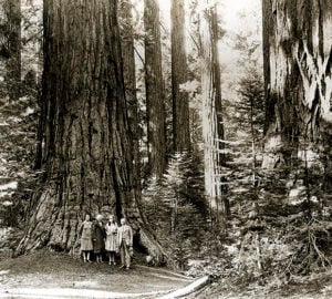 Visitors in the 1920s stand among colossal giant sequoia in what is now Calaveras Big Trees State Park. Photographer unknown, circa 1920s, Save the Redwoods League photograph collection, BANC PIC 2006.030. The Bancroft Library, UC Berkeley.
