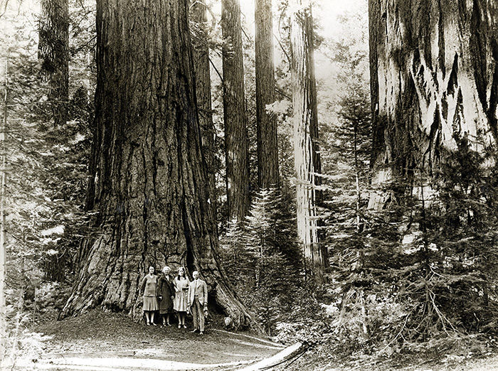 Visitors in the 1920s stand among colossal giant sequoia in what is now Calaveras Big Trees State Park. Photographer unknown, circa 1920s, Save the Redwoods League photograph collection, BANC PIC 2006.030. The Bancroft Library, UC Berkeley.