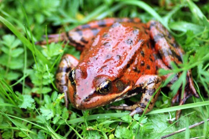 A deep red frog contrasts with bright green folliage