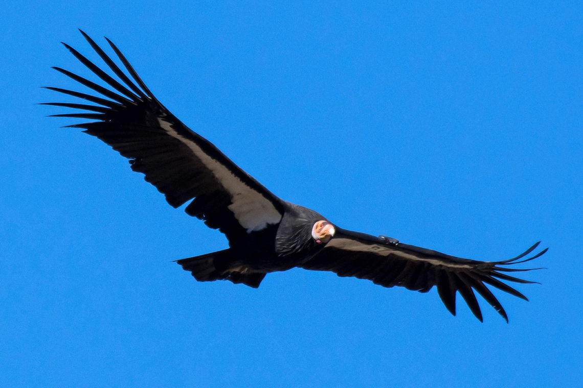 California condor