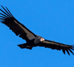 A black bird with white underwings soars with its wings spread in a clear blue sky