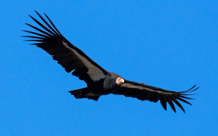 A black bird with a bald vulture's head and massive wingspan soars against a bright blue sky