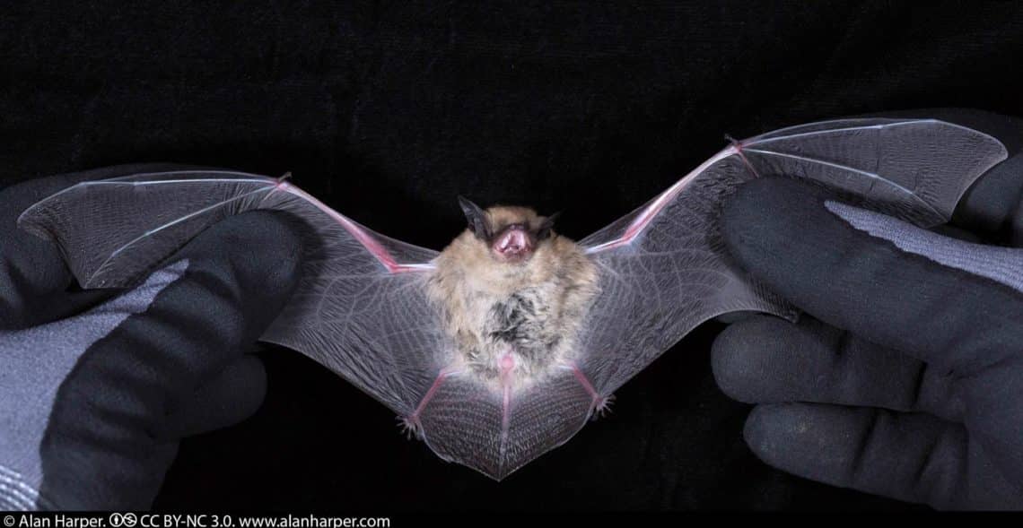 California myotis bat