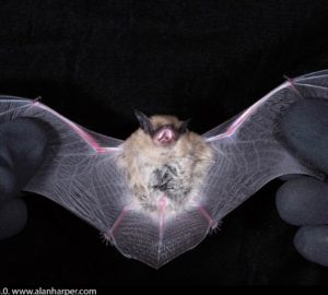 California myotis bat