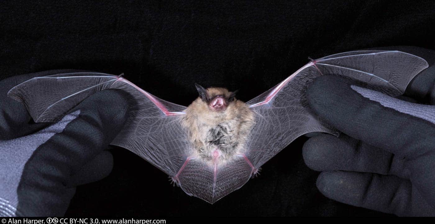 Study shows bats’ resilience after giant sequoia fire Save the
